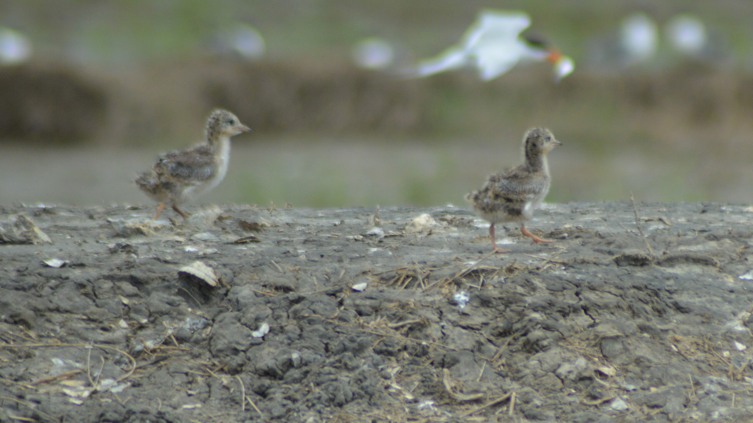 baby birds rabbit island_for website