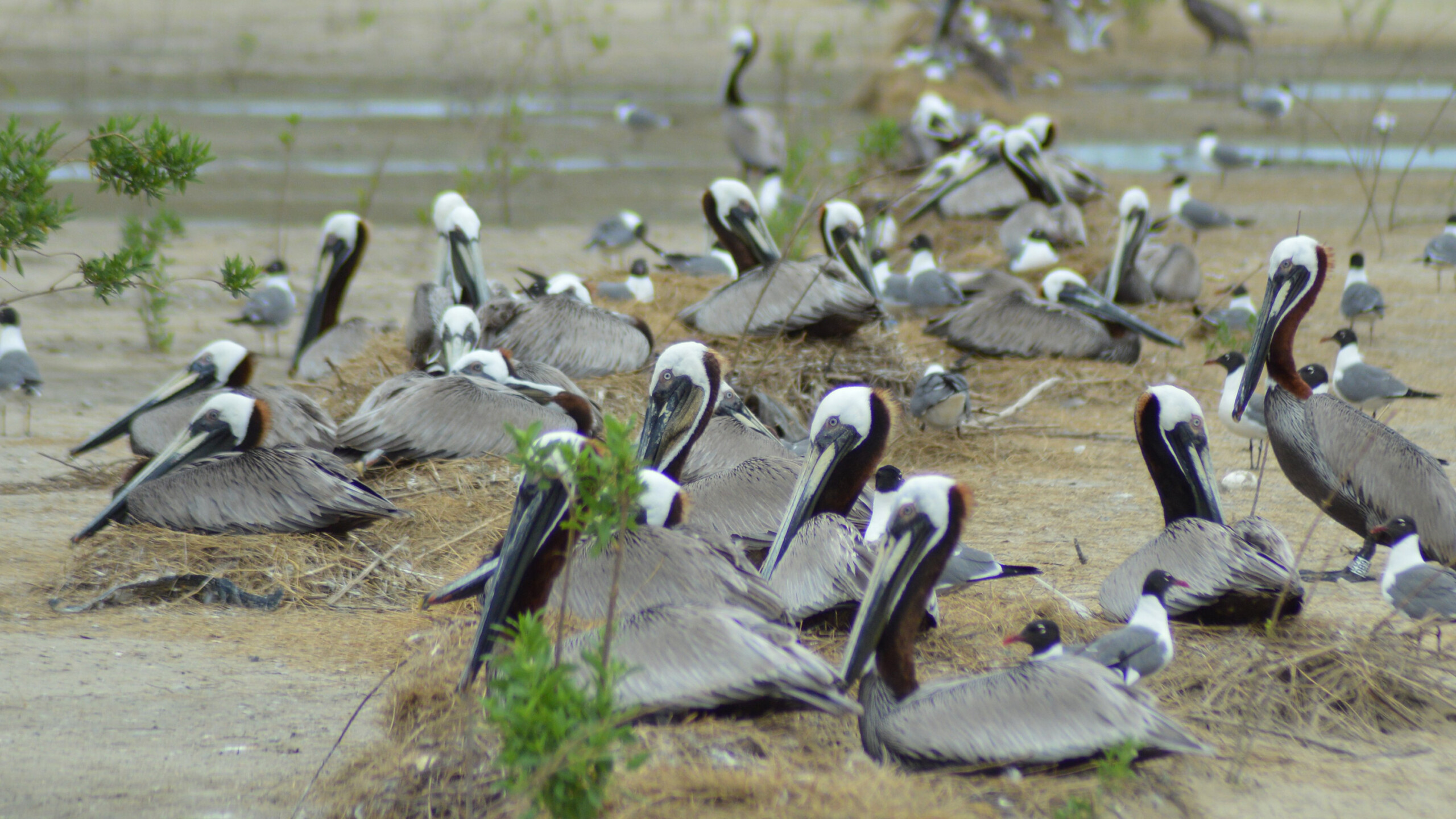 Pelicans Rabbit Island For Website